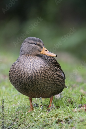Mallard (Anas platyrhinchos), Emsland, Lower Saxony, Germany, Europe photo