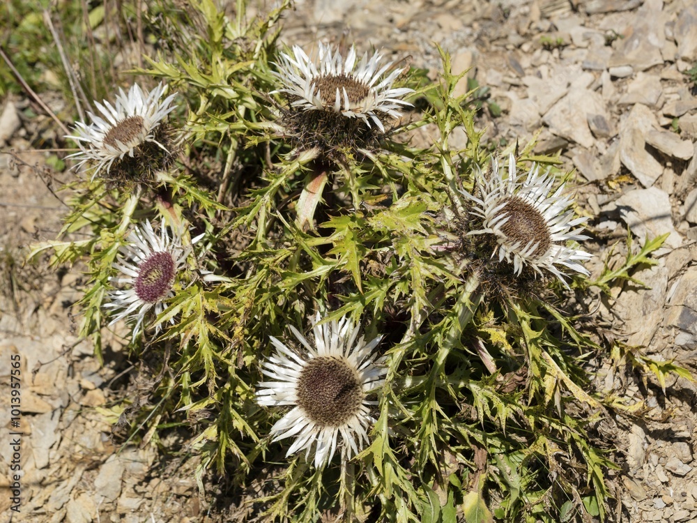 Silver thistles (Carlina acaulis), Allgäu Alps, Vorarlberg, Austria, Europe