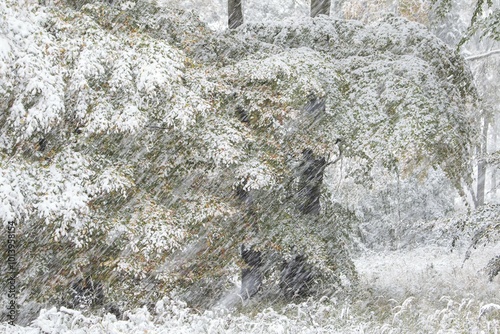 Early onset of winter, deciduous trees with autumn colours in snow, Hesse, Germany, Europe photo