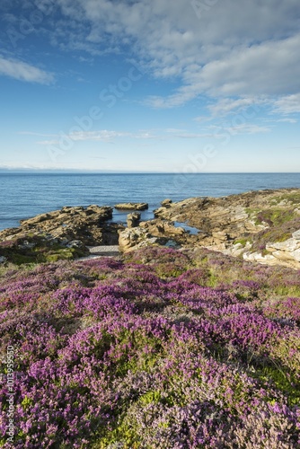 Rugged coastal landscape with flowering heather (Ericaceae) on the Moray Firth at Tarbat Ness, Scotland, United Kingdom, Europe photo