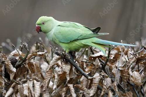 Rose-ringed parakeet (Psittacula krameri) on a dry beech hedge, Mannheim, Germany, Europe photo