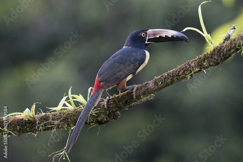 Collared Aracari (Pteroglossus torquatus) perched on a branch, Heredia Province, Costa Rica, Central America photo