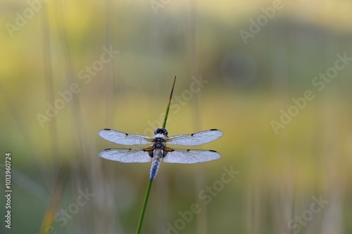 Broad-bodied Chaser or Broad-bodied Darter (Libellula depressa) on rush, Großes Veen, North Rhine-Westphalia, Germany, Europe photo