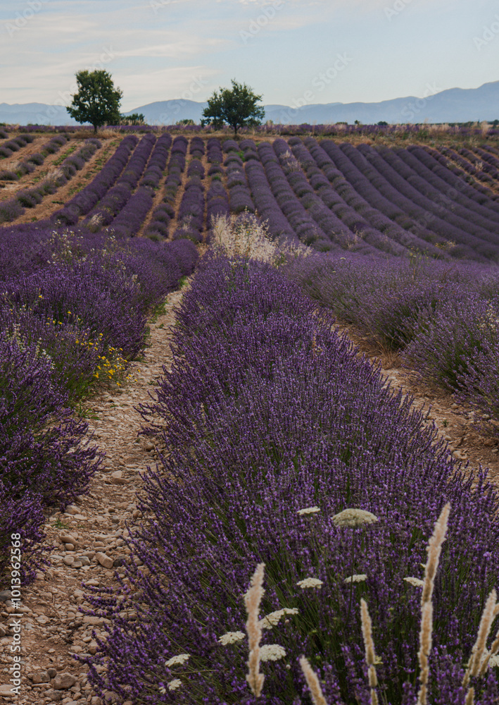 Fototapeta premium Lavender fields in Provance