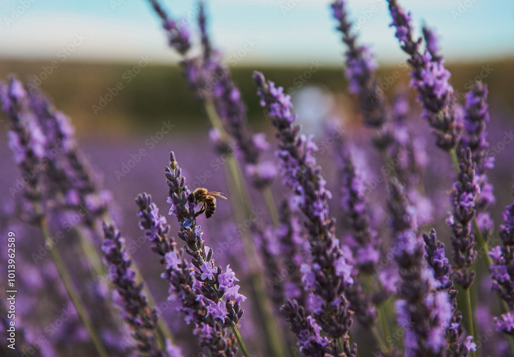 Obraz premium Lavender flowers 