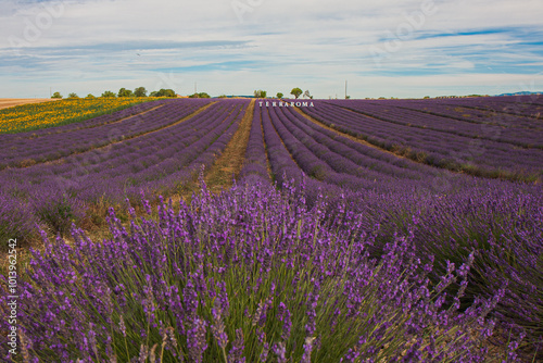 Lavender fields in Provance