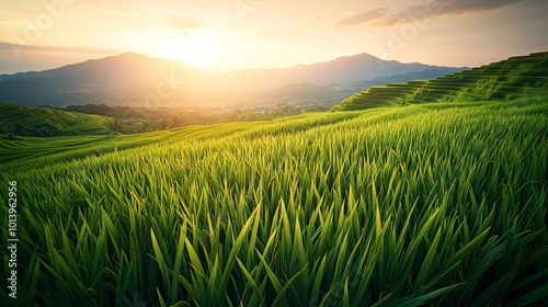 Sunrise over lush green rice paddies with mountains in the background.