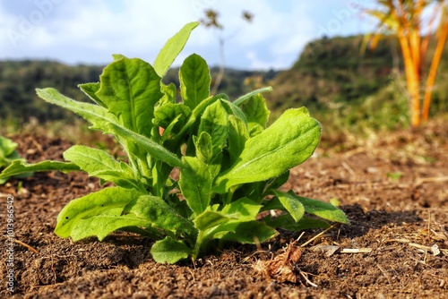 Fresh Green Plant in Natural Outdoor Setting During Daytime. photo