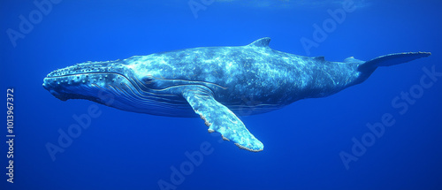 Humpback whale gliding through deep blue ocean