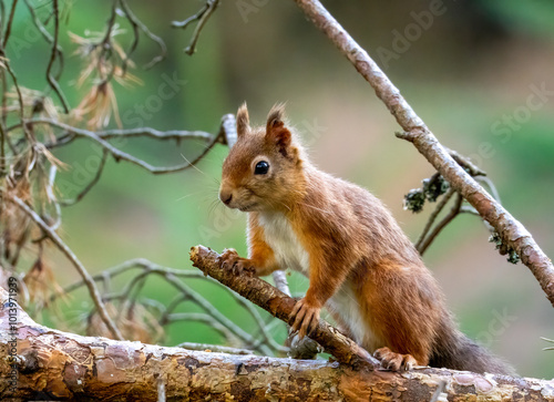 Close up of a cute and inquisitive little scottish red squirrel in the woodland