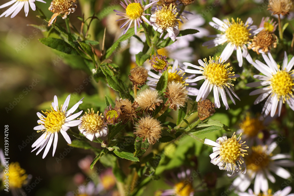 Flowering Michaelmas daisy, Aster and seed fluff of the asters. Dutch garden. Autumn, October Flowering Michaelmas daisy, Aster and seed fluff of the asters. Dutch garden. Autumn, October