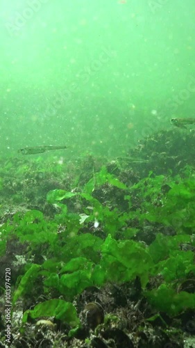 Black Sea big-scale sand smelt (Atherina pontica) among the seaweed, Black Sea photo