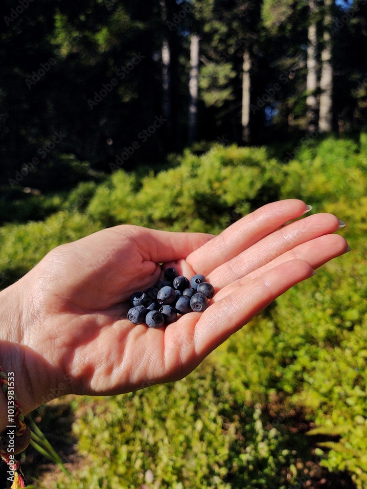 hand holding a bunch of ripe blueberries on a background of forest