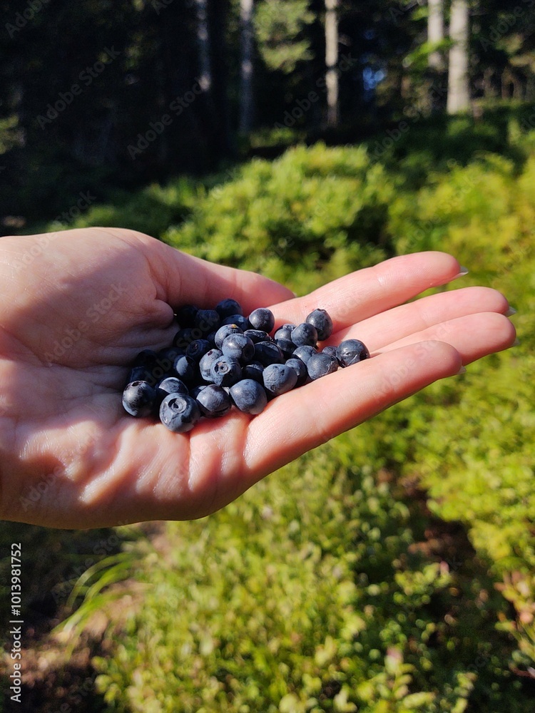 hand holding a bunch of ripe blueberries on a background of forest