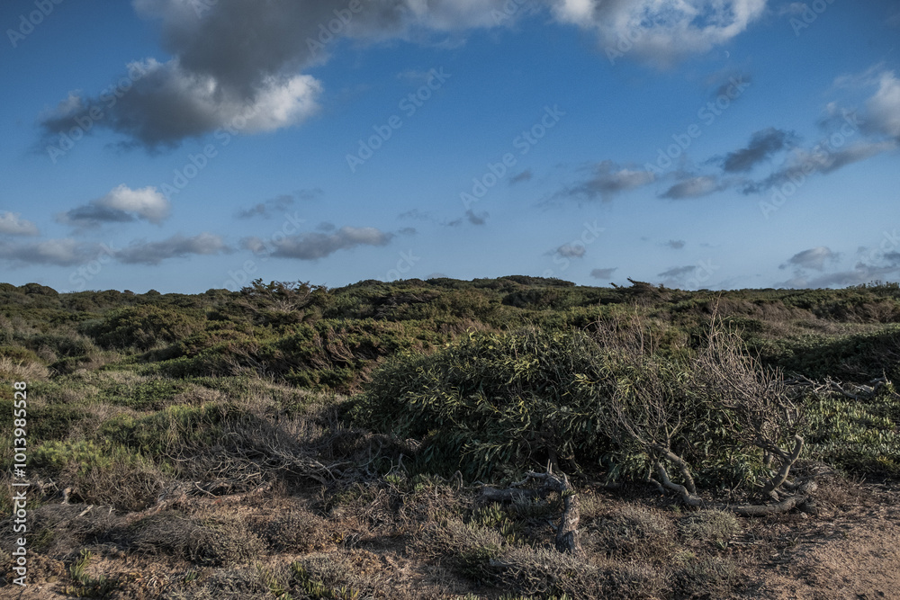 Fototapeta premium Mediterranean scrub shaped by the wind in Gallura, Sardinia