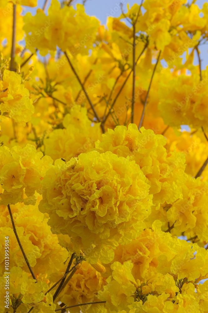 Brazilian Savannah Flower. The Brazilian flowers are delicate, beautiful, rare and have many colors. Brazilian Savannah Flower. The Brazilian flowers are delicate, beautiful, rare and have many colors.