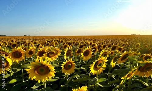 Middle-aged Brazilian man with a soccer jersey and a kind expression. Video