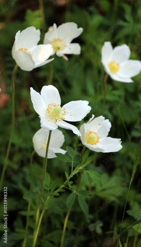 In the wild, Anemone sylvestris blooms in the forest In the wild, Anemone sylvestris blooms in the forest