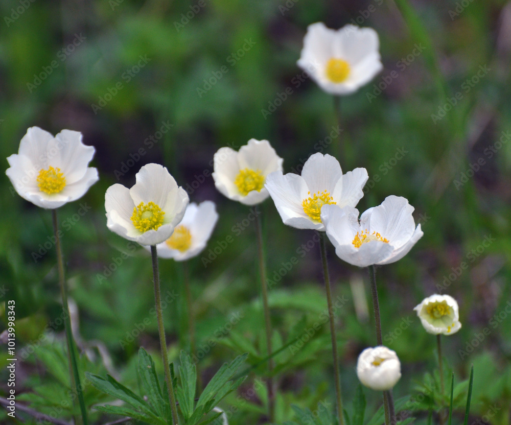 In the wild, Anemone sylvestris blooms in the forest In the wild, Anemone sylvestris blooms in the forest