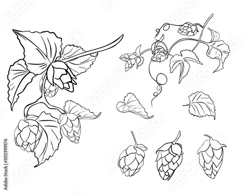 Set of hops vine, humulus, leaves black white linear vector illustration isolated. Hop cones, branch, tendril monochrome contour hand drawn in botanical sketch for beer label, Oktoberfest, brewing.