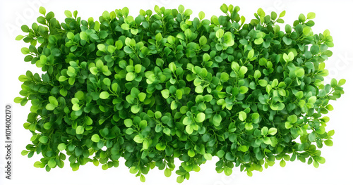 A Garden boxwood hedge wall, green leaves background isolated on a white background