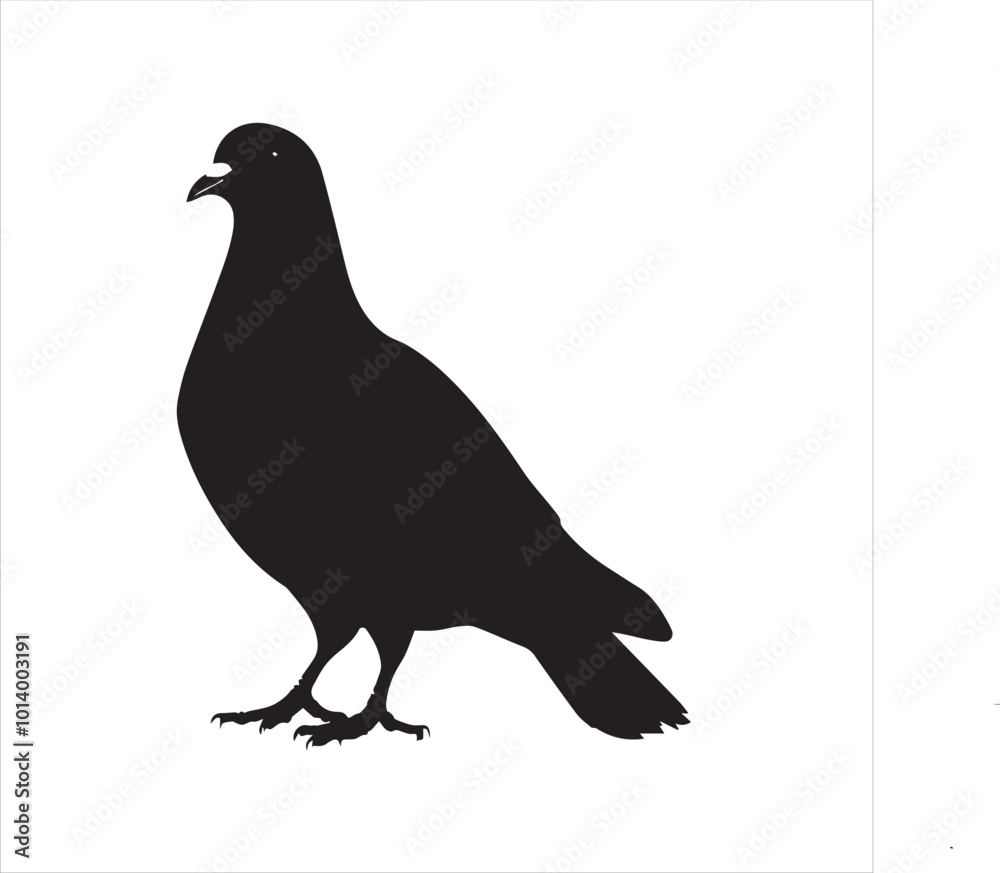 pigeon isolated on white background, pigeon isolated on white background,