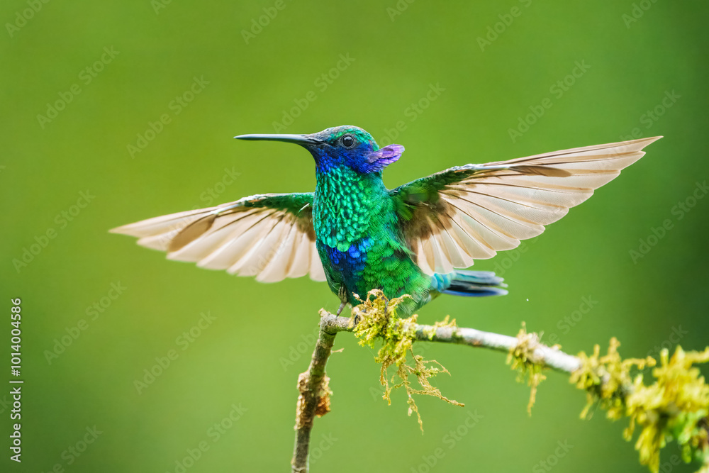 Fototapeta premium The sparkling violetear (Colibri coruscans), in flight on green background, on tree branch against green background, Mindo, Ecuador
