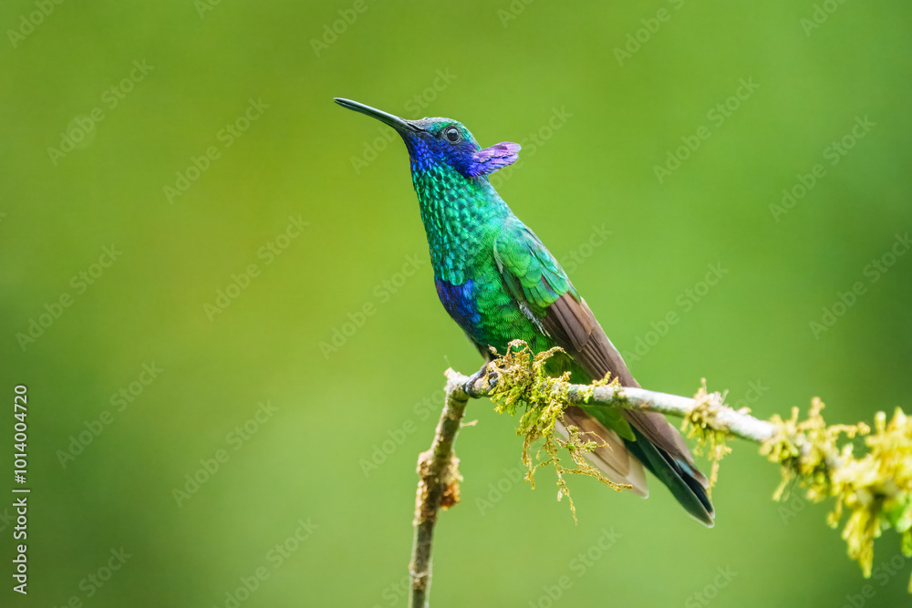 Fototapeta premium The sparkling violetear (Colibri coruscans), in flight on green background, on tree branch against green background, Mindo, Ecuador