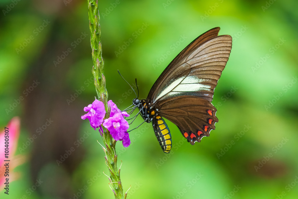 Mariposa Battus crassus crassus, Papilionidae, Battus crassus, the Crassus swallowtail, is a species of butterfly from the family Papilionidae. 