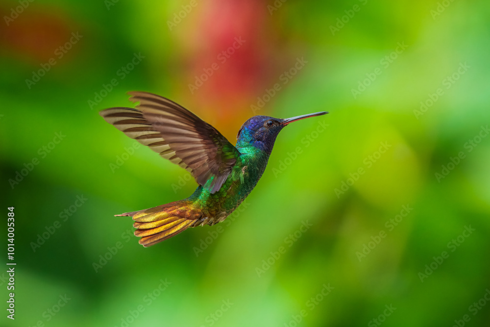 Flying Golden-tailed Sapphire - Chrysuronia oenone, beautiful colored hummingbird from Andean slopes of South America, Wild Sumaco, Ecuador.