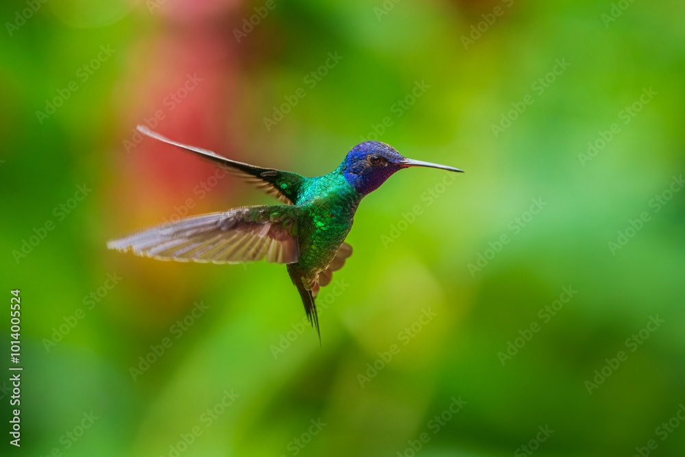 Naklejka premium Flying Golden-tailed Sapphire - Chrysuronia oenone, beautiful colored hummingbird from Andean slopes of South America, Wild Sumaco, Ecuador.