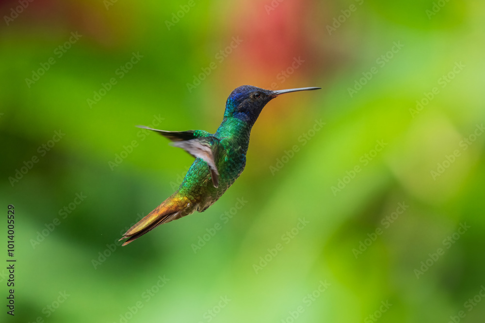 Fototapeta premium Flying Golden-tailed Sapphire - Chrysuronia oenone, beautiful colored hummingbird from Andean slopes of South America, Wild Sumaco, Ecuador.