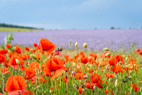 Fototapeta Naklejka Na Ścianę i Meble -  Blooming red poppy field in summer in the background field of purple lacy phacelia flowers
