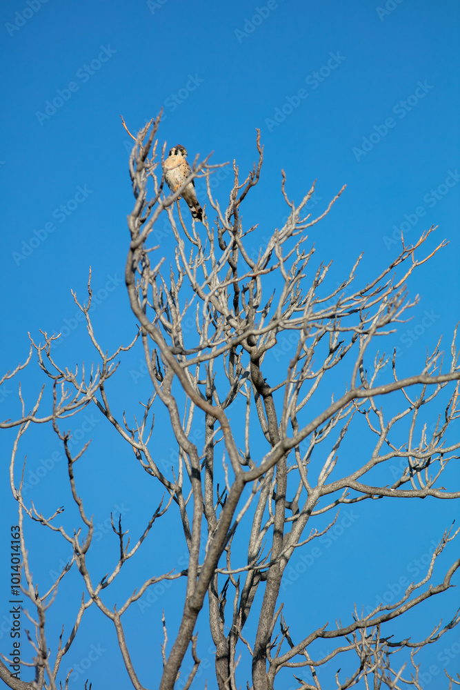 Obraz premium A Kestrel in a Bare Tree