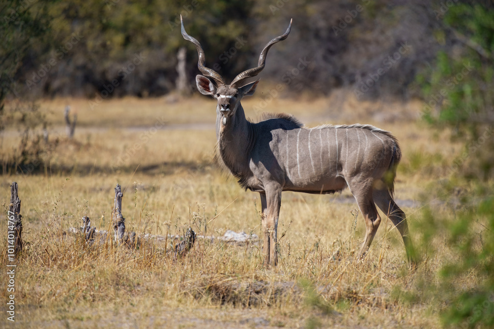 Male Greater Kudu (Tragelaphus strepsiceros) with its horns covered in mud at a waterhole in Moremi reserve, Botswana Male Greater Kudu (Tragelaphus strepsiceros) with its horns covered in mud at a waterhole in Moremi reserve, Botswana