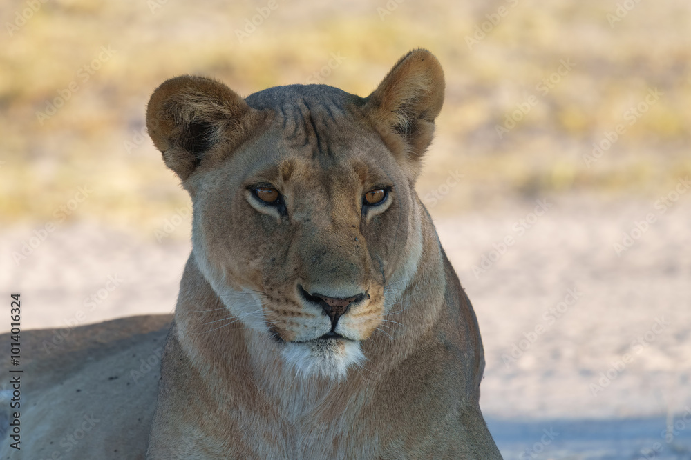 Obraz premium Lion female spotted in savannah during safari, Safari in Africa. Big angry young lion Okavango delta, Botswana. African lion walking in the grass, with beautiful evening light. 
