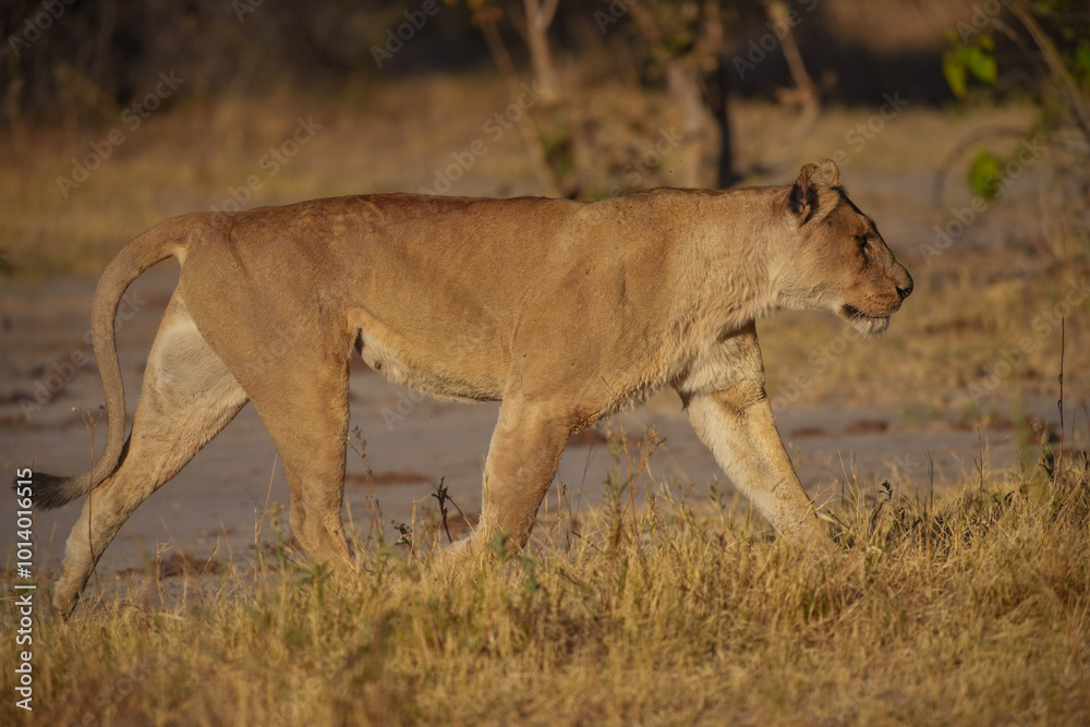 Lion female spotted in savannah during safari, Safari in Africa. Big angry young lion Okavango delta, Botswana. African lion walking in the grass, with beautiful evening light. Lion female spotted in savannah during safari, Safari in Africa. Big angry young lion Okavango delta, Botswana. African lion walking in the grass, with beautiful evening light.