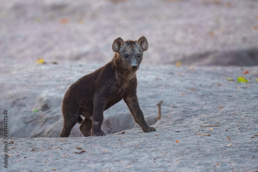 Young hyenas babies at the burrow. Spotted Hyena (Crocuta crocuta) Young hyena pup, beautiful evening sunset in Botswana. Young hyenas babies at the burrow. Spotted Hyena (Crocuta crocuta) Young hyena pup, beautiful evening sunset in Botswana.