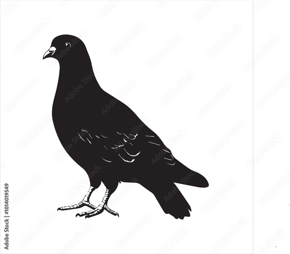 pigeon isolated on white background, bird, silhouette, eagle, vector, flying, animal, illustration, wing, nature, black, birds, dove, feather, wings, tattoo, fly, hawk, design, wildlife, flight, freed