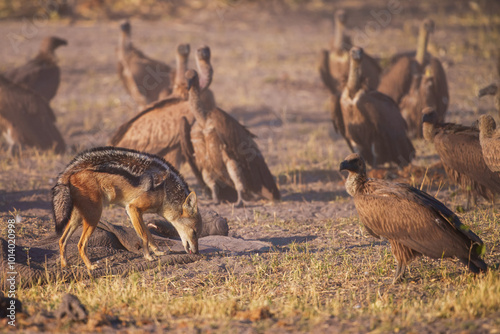 Black-backed jackal (Lupulella mesomelas)  at the carcass of an elephant, guarding the rest of the carcass from vultures. photo