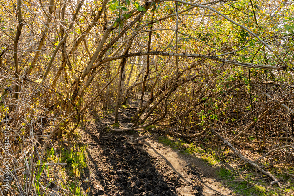 Beautiful sunlight in green forest scenic forest of fresh green deciduous trees, recreational landscape Beautiful sunlight in green forest scenic forest of fresh green deciduous trees, recreational landscape
