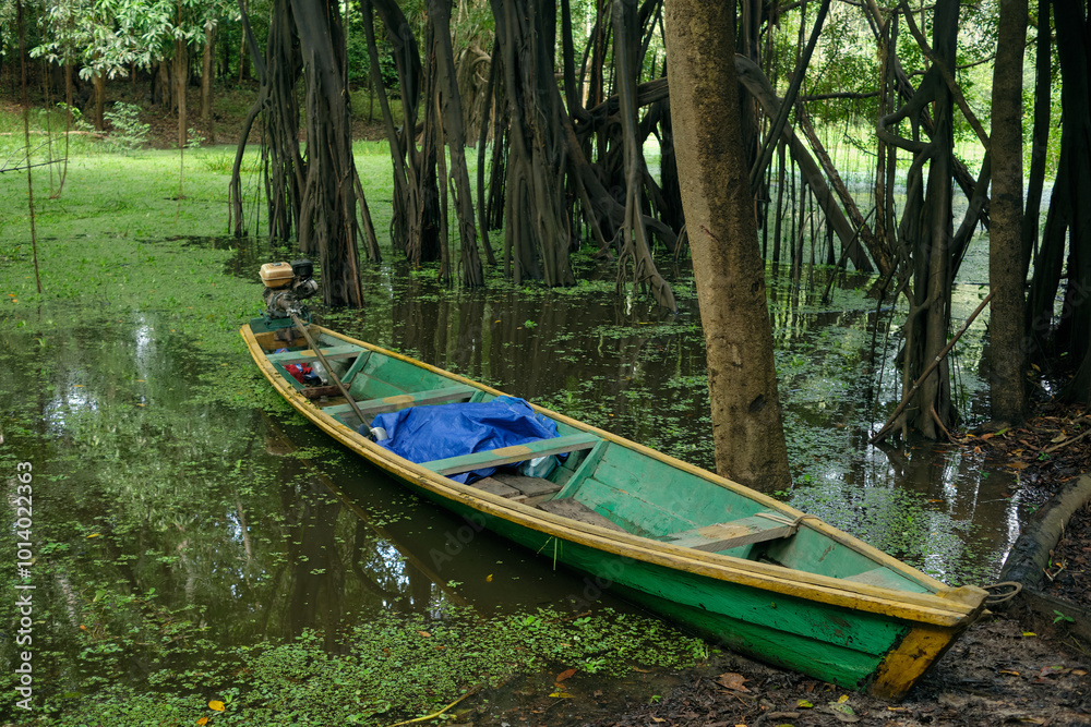 Fototapeta premium Traditional wooden canoe in Amazon mangrove forest 