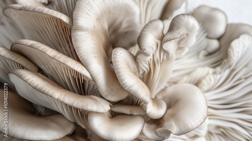 Mushroom photographed on a basic background, amazing mushroom closeup. Background modest, mushroom bold.