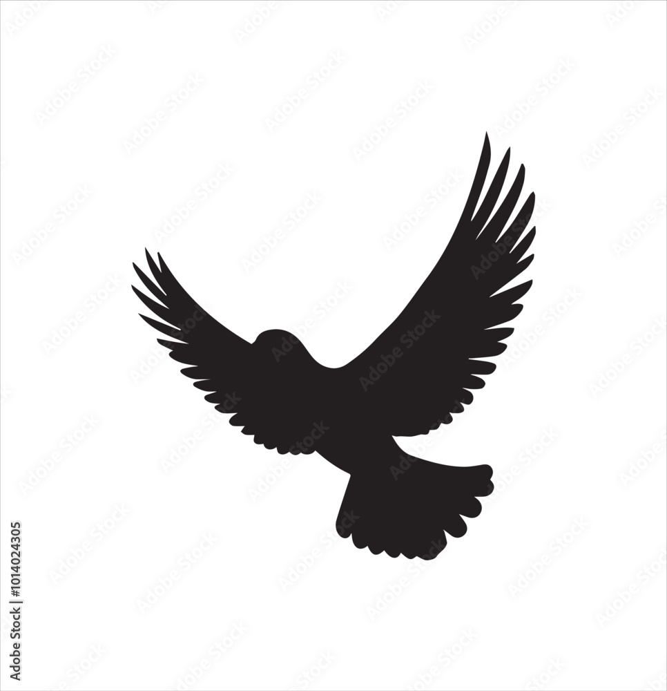 pigeon isolated on white background pigeon isolated on white background
