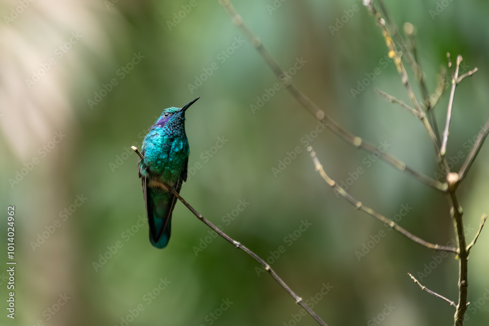 Fototapeta premium Lesser Violetear Hummingbird (Colibri cyanotus) in Costa Rican Wilderness