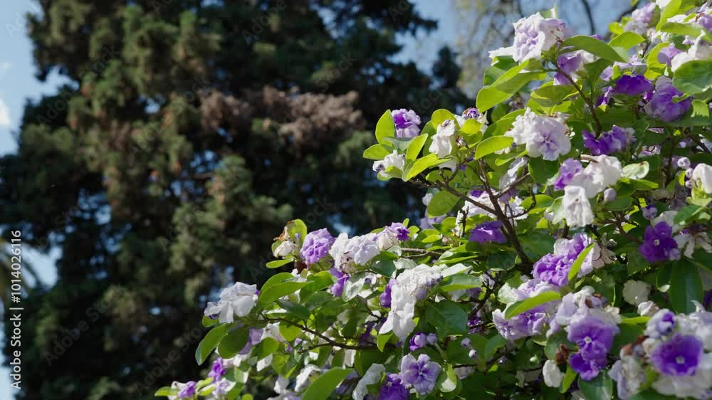 Lilac and white flower Jasmine
A large jasmine bush blooming during the spring on a sunny afternoon