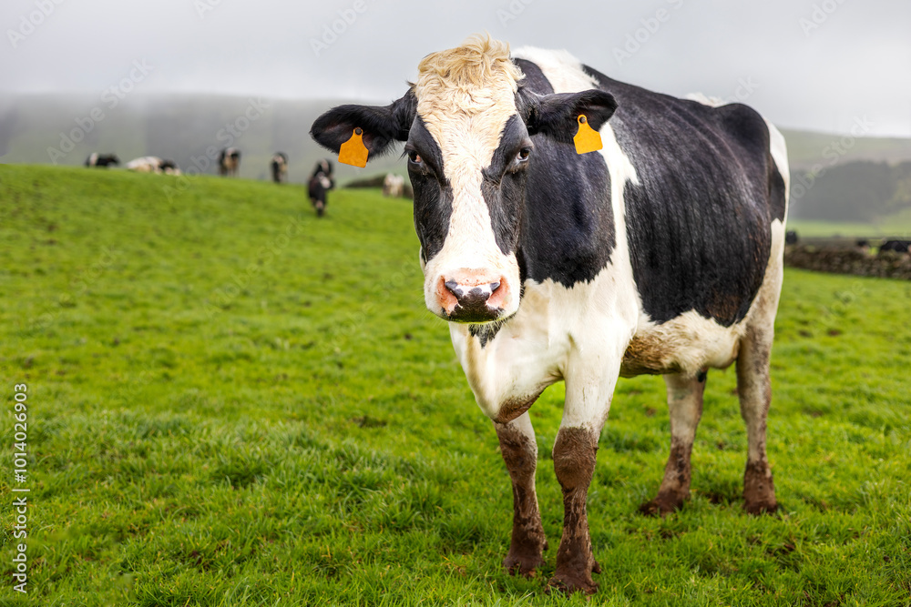 Vaca leiteira num prado de ervas verdes nos Açores. Vaca leiteira num prado de ervas verdes nos Açores.