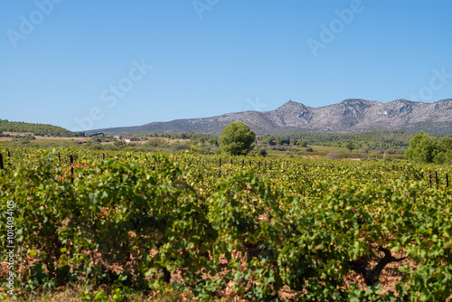 vineyard in the region