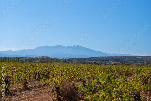 vineyard in region