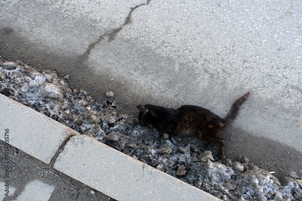 Close-up of a black cat that died after being hit by a car on the side of the main road,
